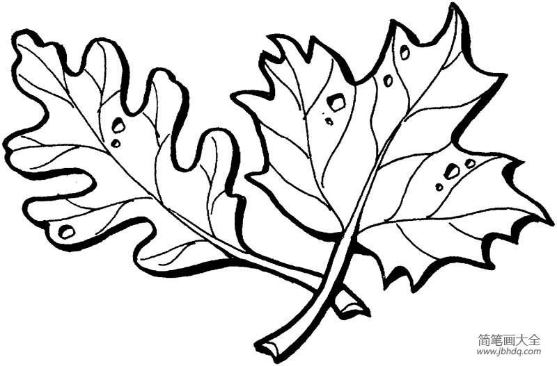 秋天的枫叶简笔画图片