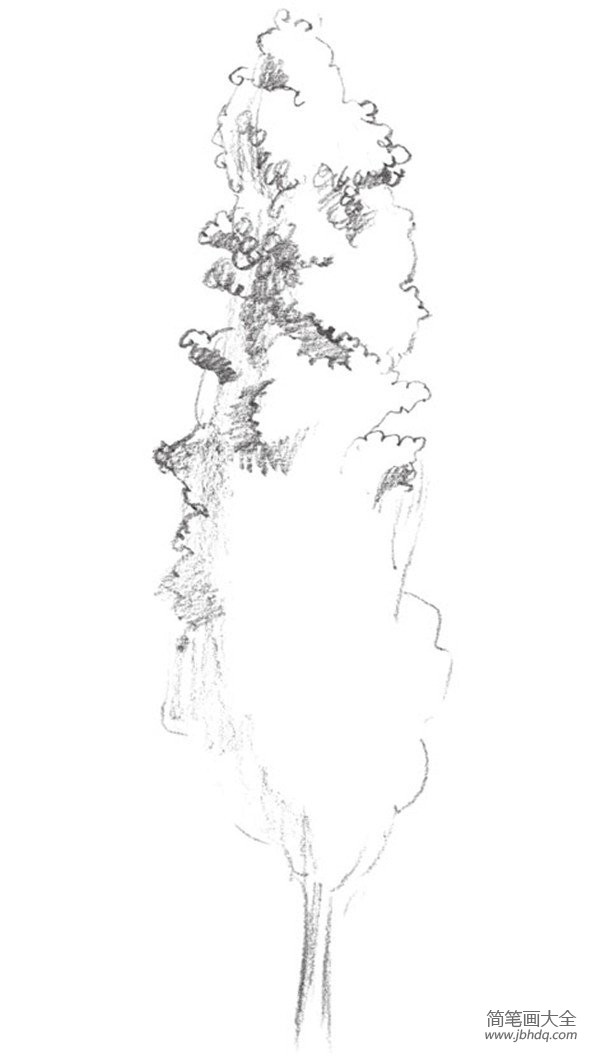素描杨树的绘画技法