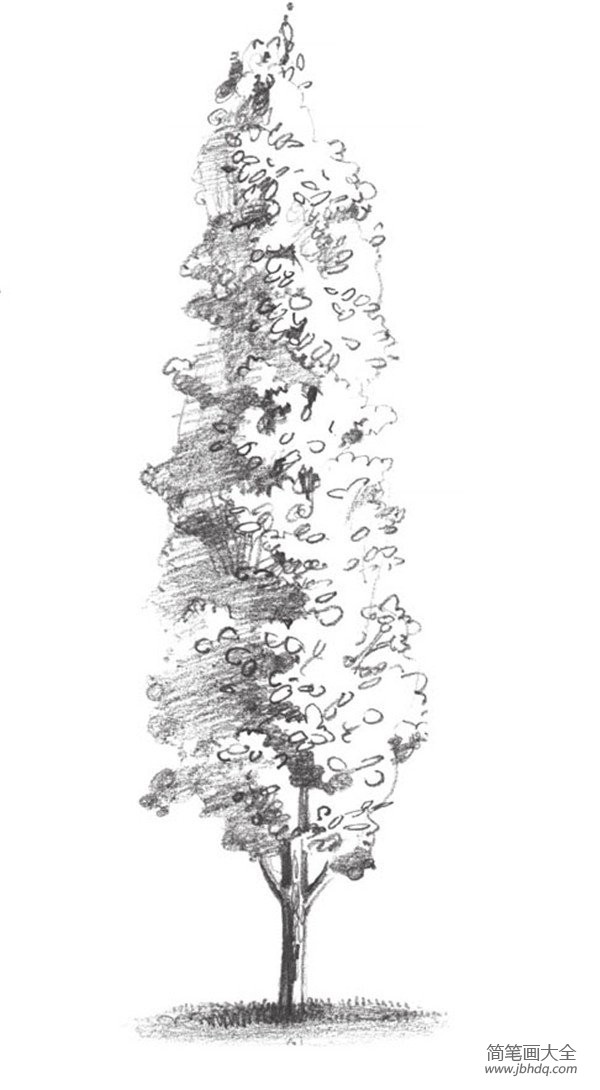 素描杨树的绘画技法