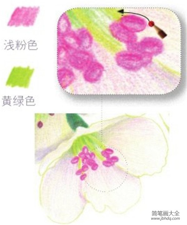 彩铅梨花的绘画技法