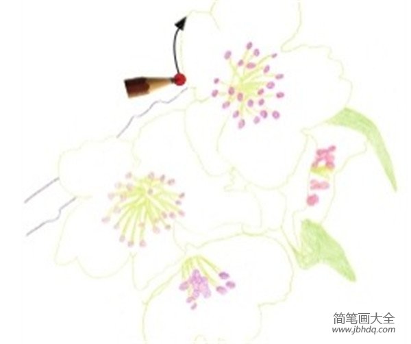 彩铅梨花的绘画技法