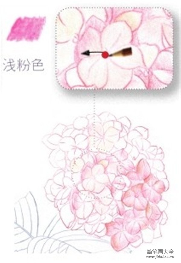 彩铅八仙花的绘画技法