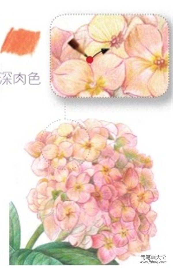 彩铅八仙花的绘画技法