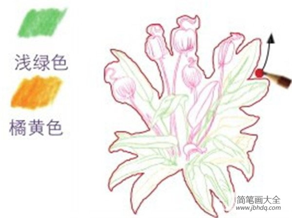 彩铅秋海棠的绘画教程