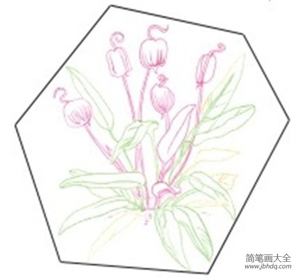 彩铅秋海棠的绘画教程