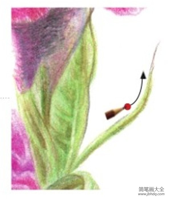 彩铅鸡冠花的绘画教程