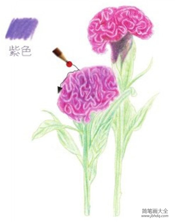 彩铅鸡冠花的绘画教程