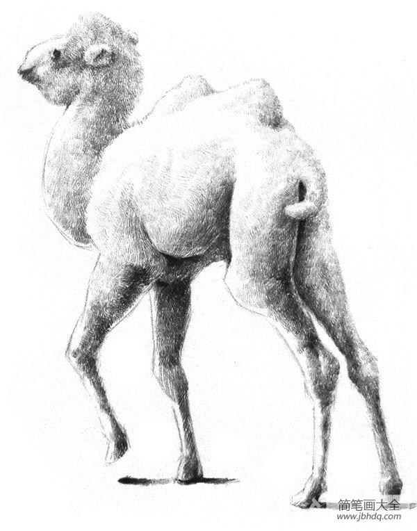 素描小骆驼的绘画技法