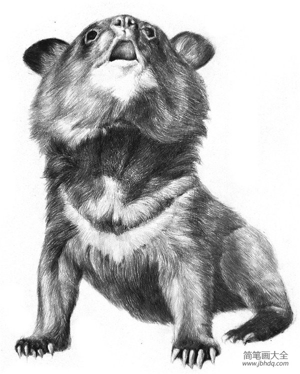 素描小灰熊的绘画技法