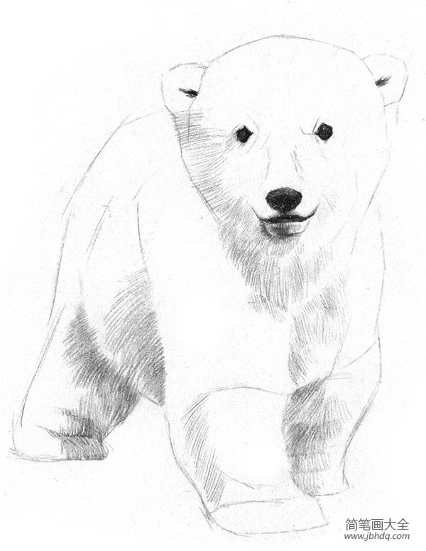 素描小北极熊的绘画教程