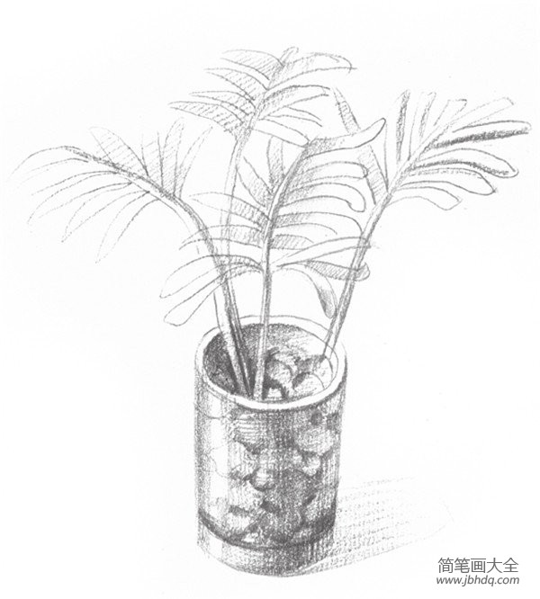 素描椰子树的绘画教程