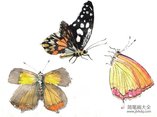 国画蝴蝶的绘画技法