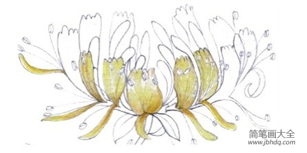 水粉金银花的绘画技法