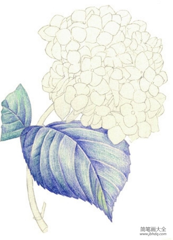 水粉绣球花的绘画技法