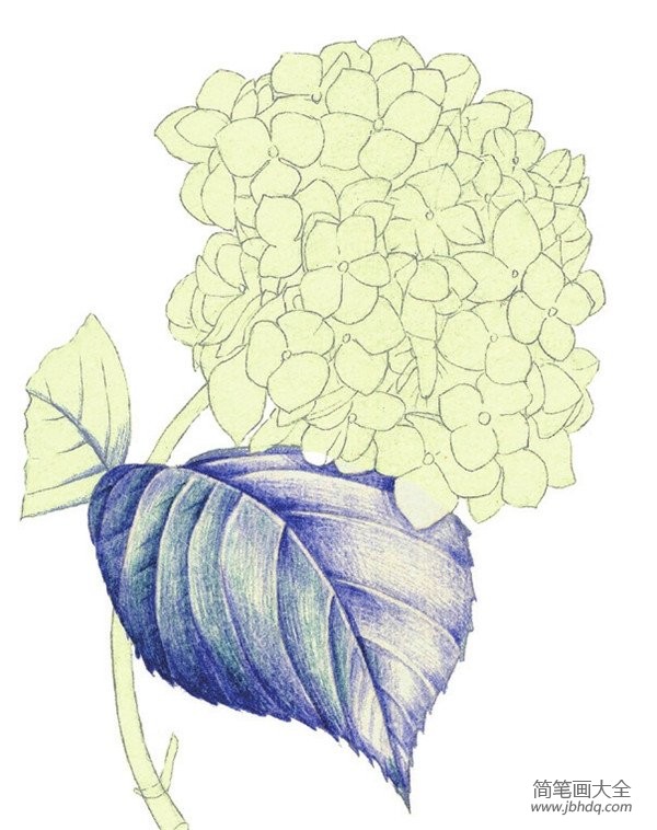 水粉绣球花的绘画技法