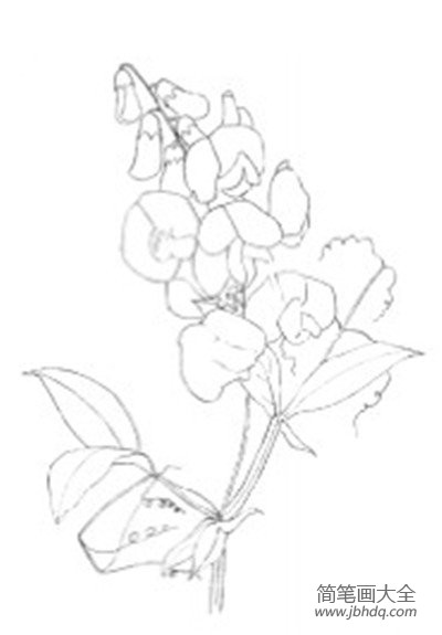 水粉豌豆花的绘画技法
