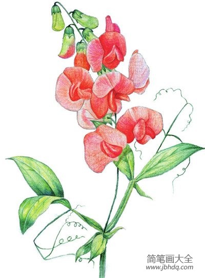 水粉豌豆花的绘画技法