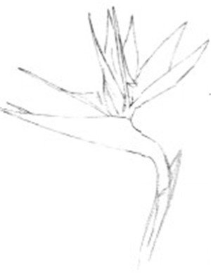 水粉天堂鸟的绘画步骤