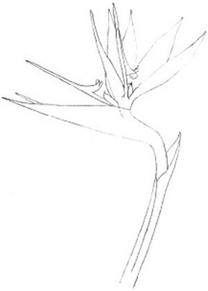 水粉天堂鸟的绘画步骤