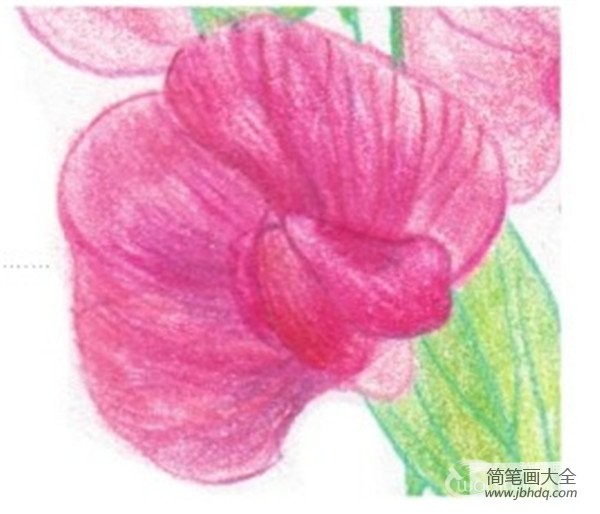 彩铅香豌豆的绘画技法