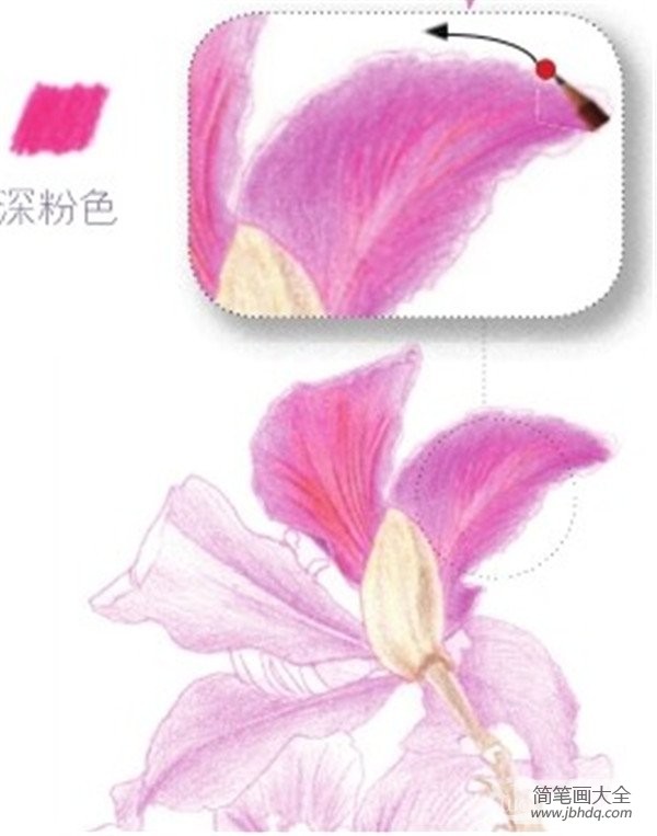 彩铅紫荆花的绘画技法