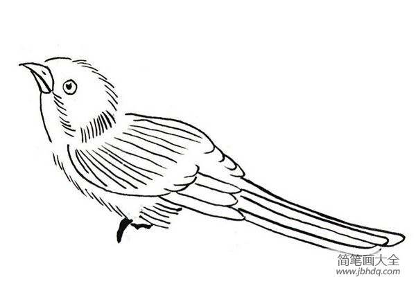白描腊梅和鸟的绘画步骤