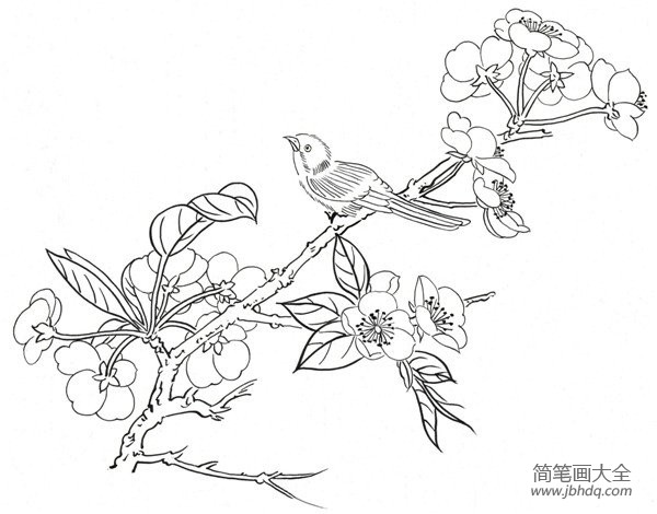 白描腊梅和鸟的绘画步骤