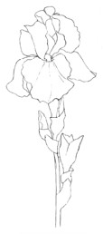 彩铅鸢尾花的绘画技法