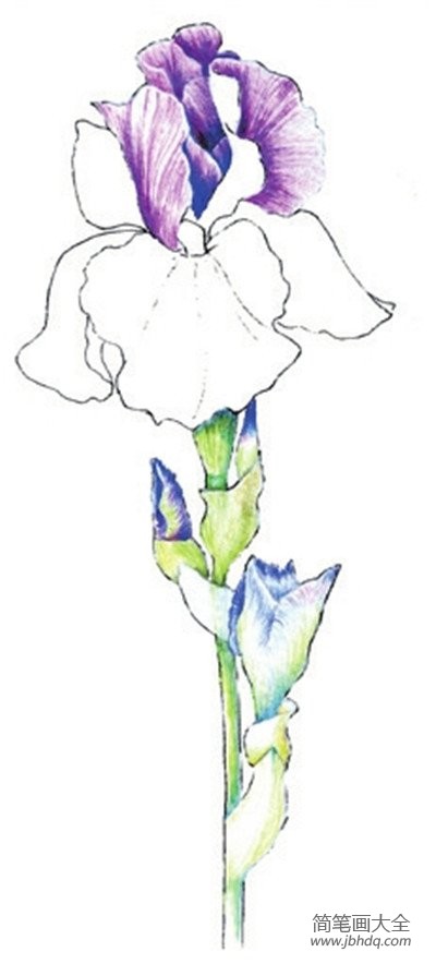 彩铅鸢尾花的绘画技法