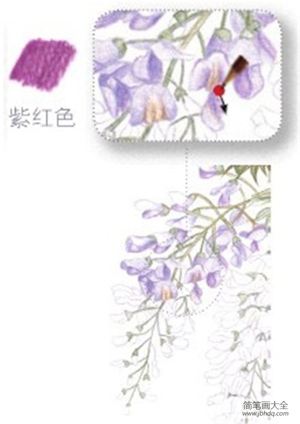 彩铅紫藤花的绘画步骤