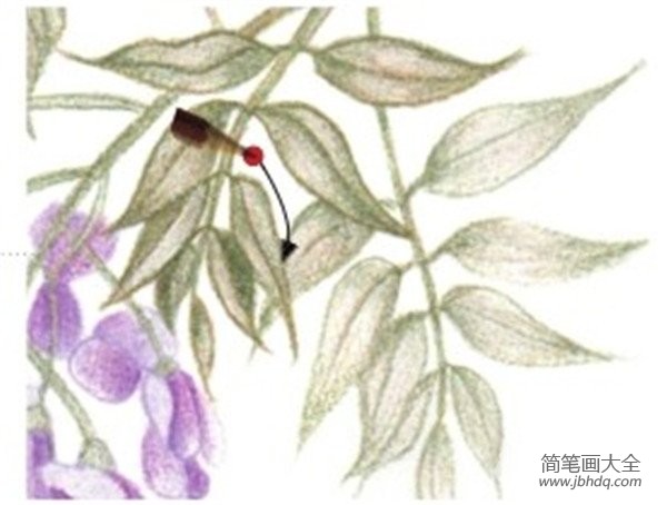 彩铅紫藤花的绘画步骤