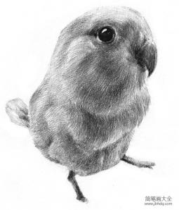 素描小鹦鹉的绘画教程