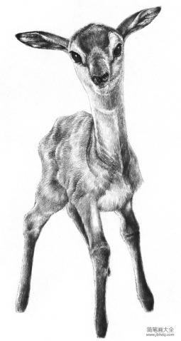 素描小鹿的绘画技法