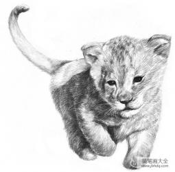素描小狮子的绘画技法