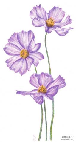 彩铅波斯菊的绘画技法