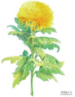 彩铅黄菊花的绘画技法