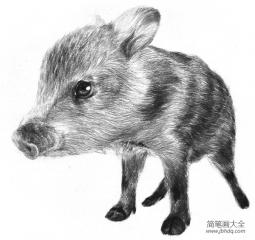 素描小野猪的绘画技法