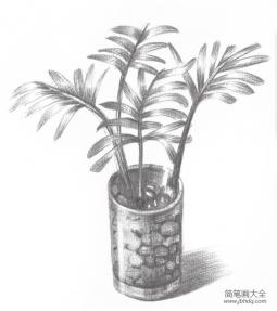 素描椰子树的绘画教程