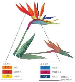 水彩长投影示例天堂鸟绘画教程