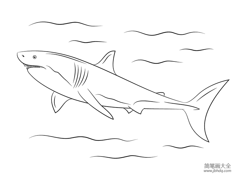 画大白鲨鱼的简笔画图片