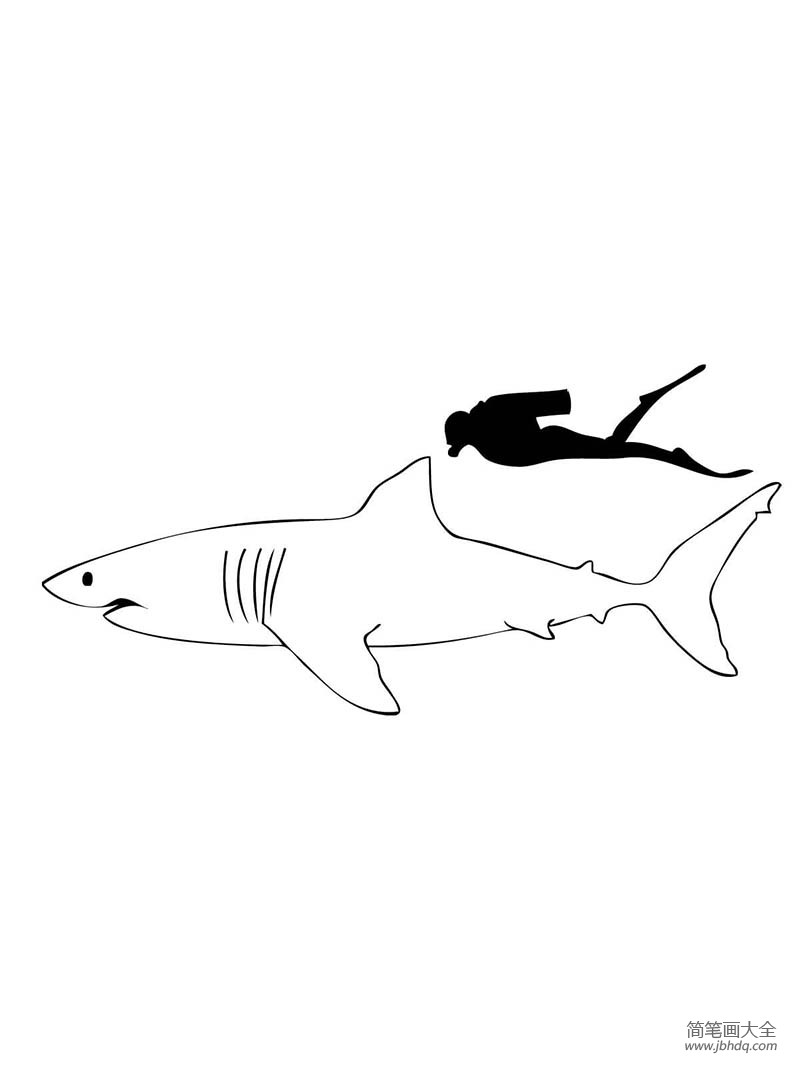 白鳍鲨简笔画图片