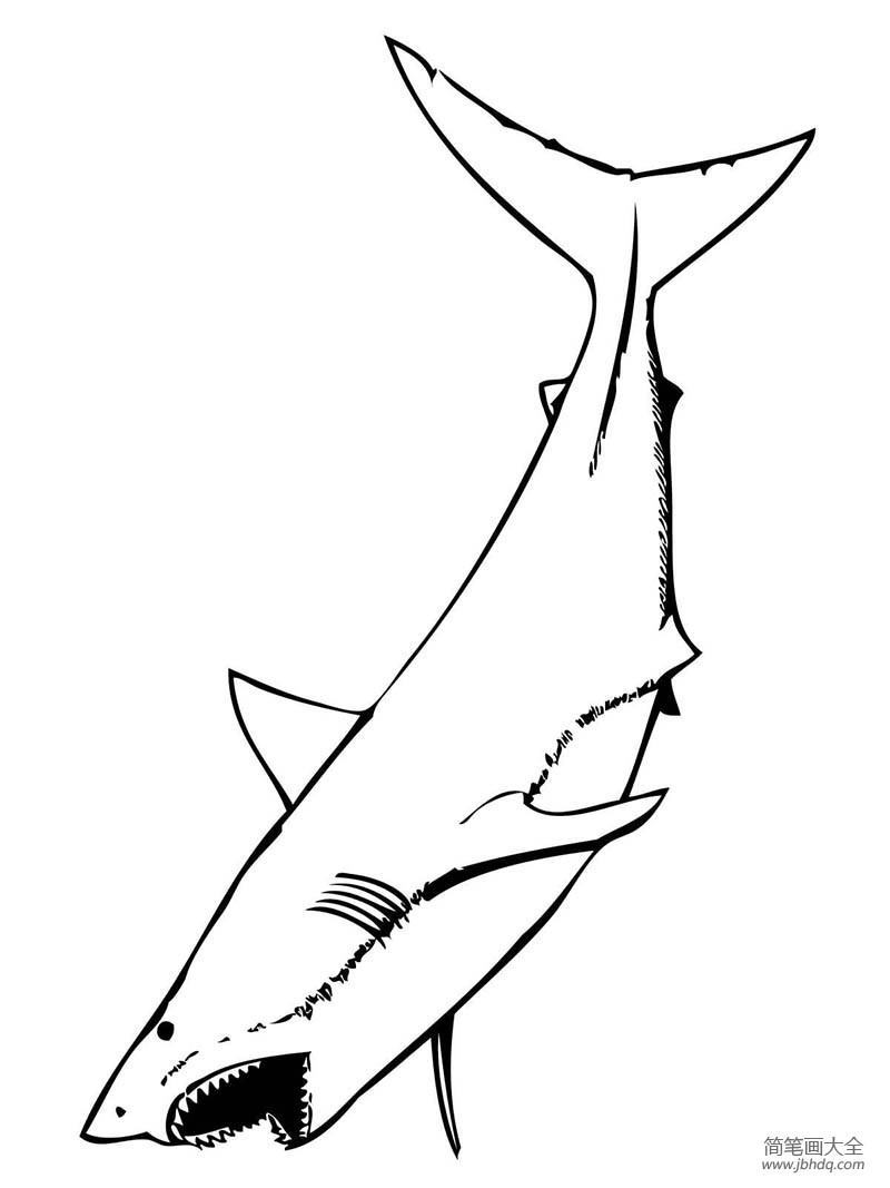 凶猛的大白鲨怎么画(2)