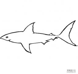 幼儿园教小朋友画大白鲨
