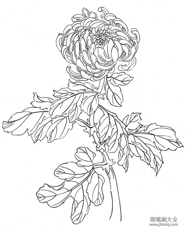 白描菊花的绘画步骤