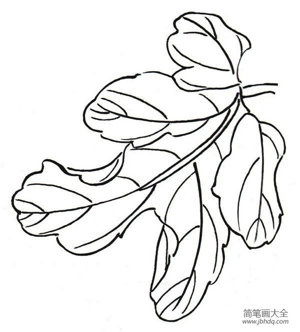 白描菊花的绘画步骤