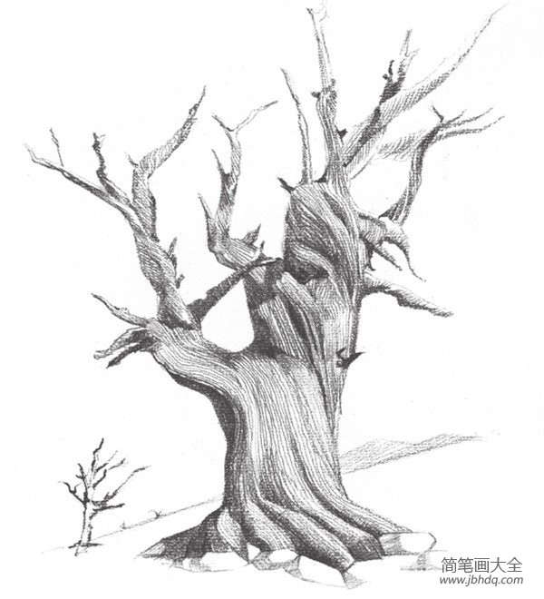 素描枯树的绘画教程