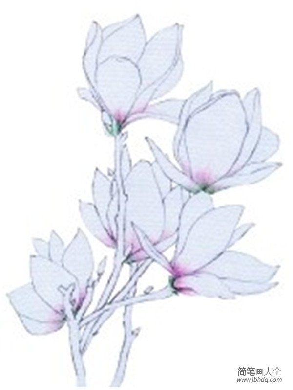 彩铅木兰花的绘画教程