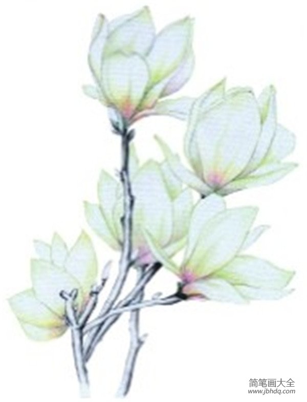 彩铅木兰花的绘画教程