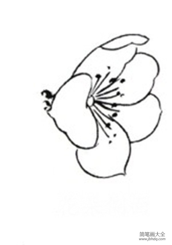 白描桃花鸟鸣的绘画步骤