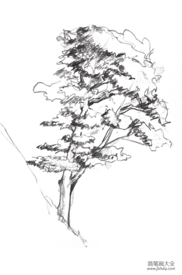 速写杉树的绘画技法